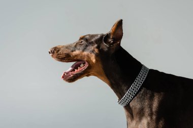 Zincirli tasmalı Doberman köpeği Gri 'de izole edildi