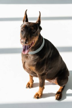 Gri gölgeli beyaz zeminde oturan dobermanın yüksek açılı görüntüsü