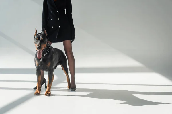 Vista Parcial Mujer Blazer Vestido Negro Cerca Doberman Sobre Fondo — Foto de Stock