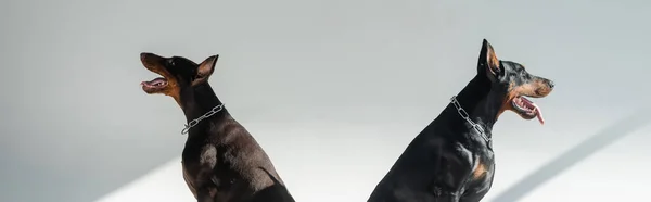 Δύο Doberman Κάθεται Γκρι Φόντο Σκιές Banner — Φωτογραφία Αρχείου