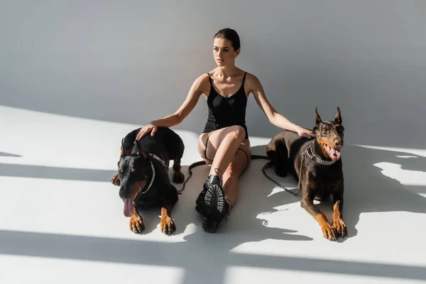 Sexy Vrouw Bodysuit Laarzen Zitten Met Dobermans Grijze Achtergrond Met — Stockfoto