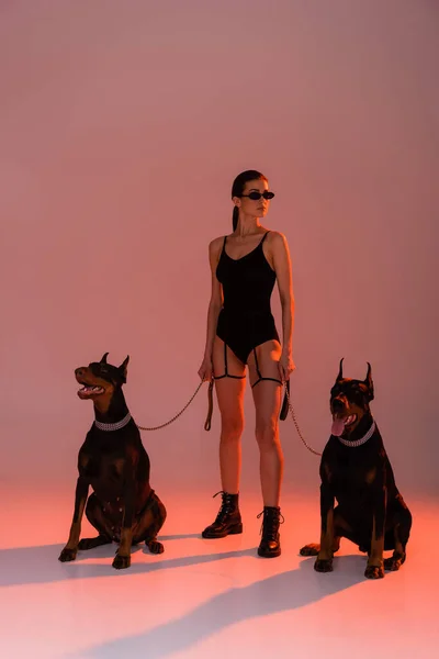 Cães Doberman Trelas Cadeia Perto Mulher Sexy Fundo Rosa Com — Fotografia de Stock