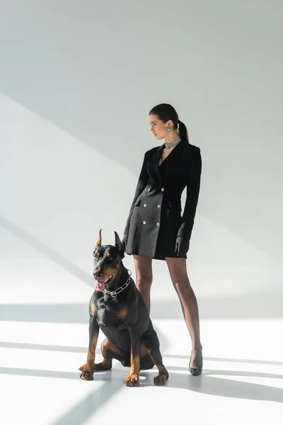 confident woman in black blazer dress looking away near doberman dog on grey background with shadows