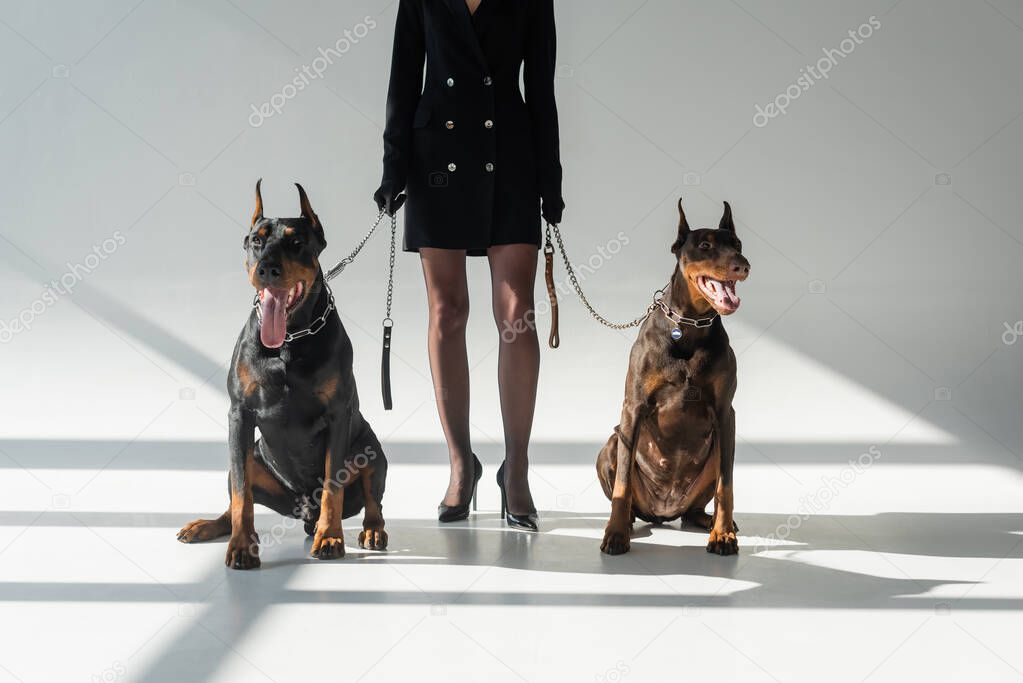cropped view of elegant woman with two dobermans on grey background with shadows