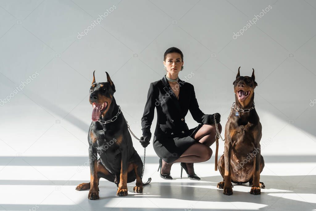 elegant woman looking at camera near dobermans on chain leashes on grey background with shadows
