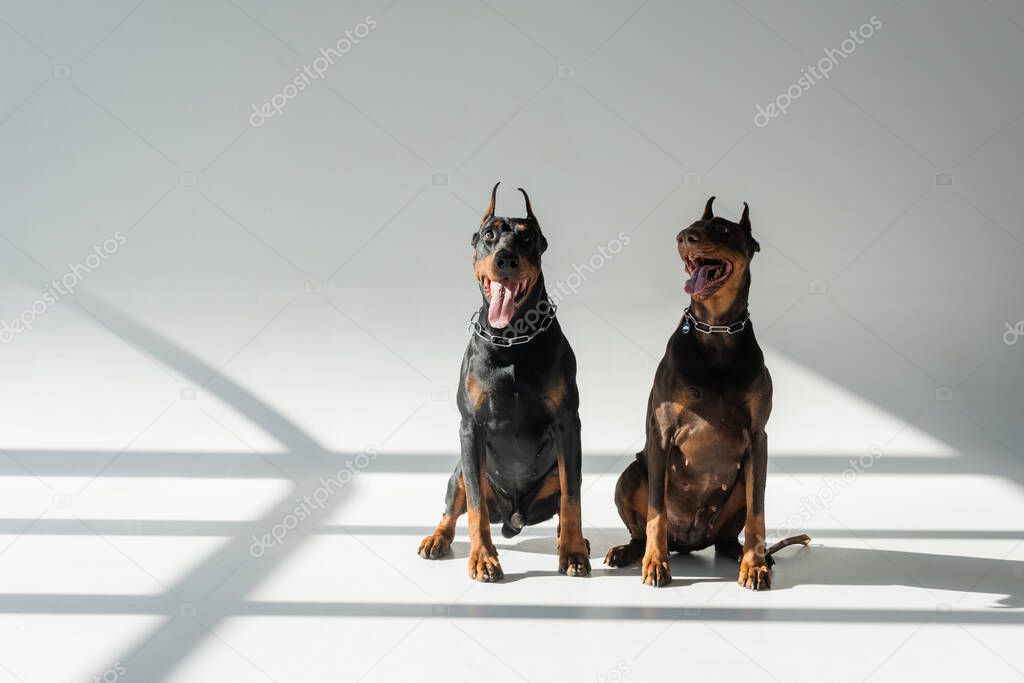 dobermans in chain collars sitting on grey background with shadows