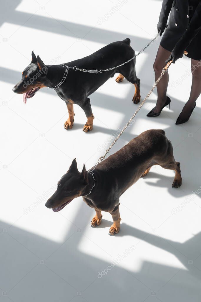 cropped view of woman with two dobermans on chain leashes on white floor with shadows
