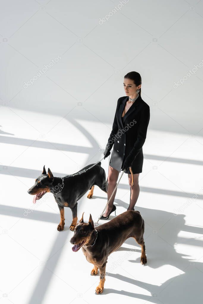 high angle view of trendy woman with doberman dogs on chain leashes on grey background with shadows