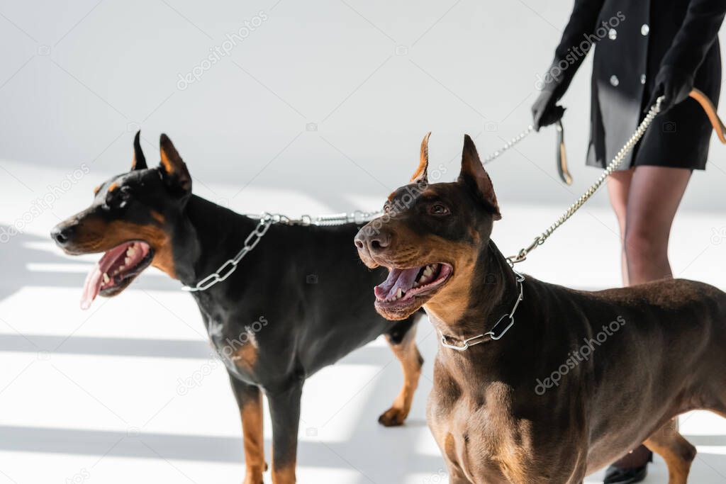 cropped view of woman with dobermans on chain leashes on grey background with shadows