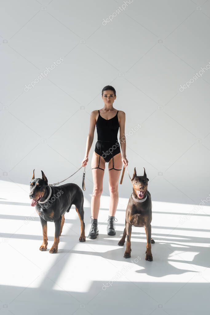 stylish woman in bodysuit and leather boots with dobermans on chain leashes on grey background with shadows