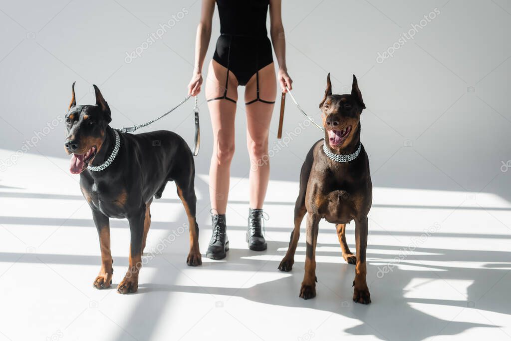 partial view of sexy woman in black bodysuit and leather boots near dobermans on grey background with shadows