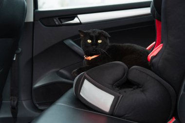 Modern otomobilin bebek koltuğunda siyah kedi