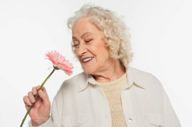 Elinde pembe Gerbera çiçeği tutan gülümseyen yaşlı kadın beyaz üzerinde izole edilmiş.