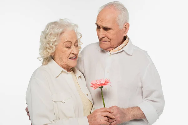 Sonriente Pareja Ancianos Abrazando Sosteniendo Flor Gerberas Rosa Manos Aisladas — Foto de Stock