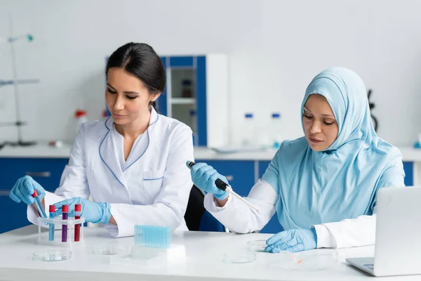 Interracial Scientists Working Petri Dishes Test Tubes Laptop Lab — Foto de Stock