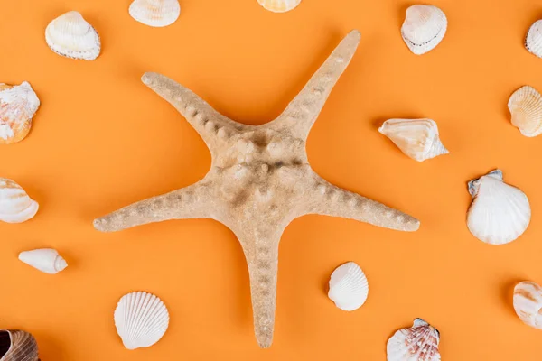 Vista Superior Estrellas Mar Cerca Conchas Marinas Sobre Fondo Naranja —  Fotos de Stock