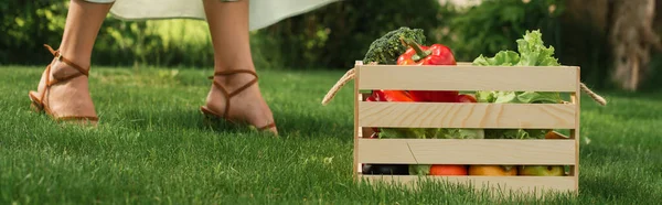 Cropped View Woman Standing Wooden Container Vegetables Grass Banner — Stock Photo, Image