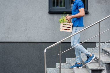 Cropped view of courier holding box with vegetables on stairs near building  clipart