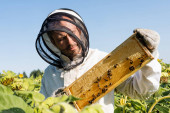 včelař ve včelařském obleku držící voštinový rám se včelami na slunečnicovém poli