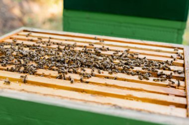 selective focus of honeybees swarm on honeycomb frames  clipart