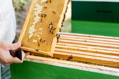 bees near honey on honeycomb frame in hands of beekeeper with scraper clipart