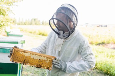 bee master in beekeeping suit holding honeycomb frame with bees on apiary clipart