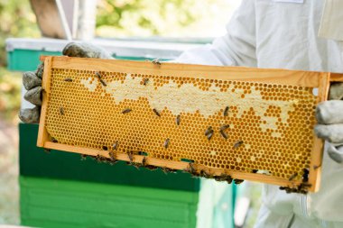 bees on honeycomb in hands of cropped beekeeper on apiary clipart