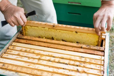 Arı kovanından bal peteği çerçevesi çıkaran bir kazıyıcı ile kırpılmış arı yetiştiricisi görüntüsü