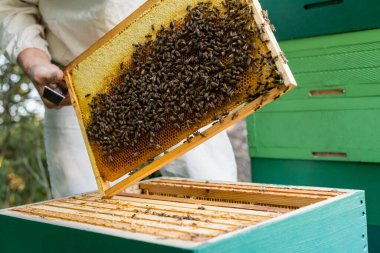 bees on honeycomb frame in hands of cropped beekeeper on apiary clipart