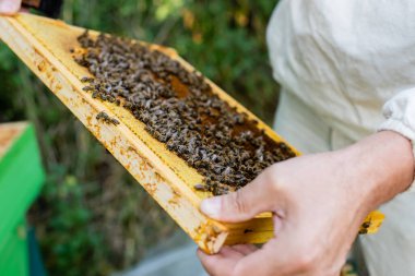 honeycomb frame with bees in hand of cropped bee master on blurred background clipart