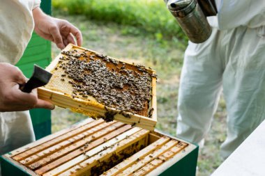 cropped view of apiarist holding honeycomb frame with bees near blurred colleague with bee smoker clipart