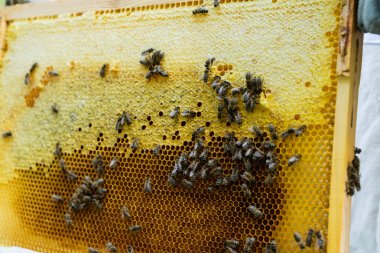 Ballı bal peteği çerçevelerindeki arıların görüntüsünü kapat 