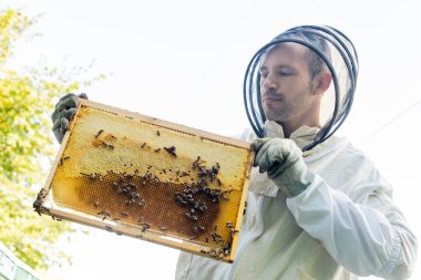 Arı yetiştiricisinin koruyucu ekipmanlarla düşük açılı görüntüsü bal peteği çerçevesini arılarla tutuyor.