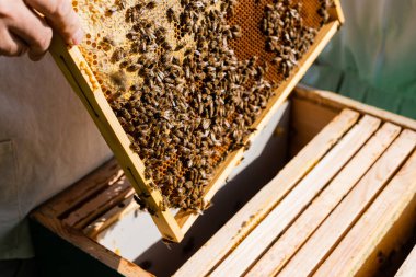 cropped view of apiculturist holding honeycomb frame near beehive in apiary clipart