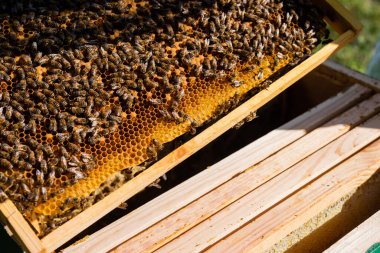 Arıların ve arıların üzerinde bal olan bal peteği çerçevesi