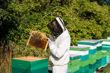 bee master holding honeycomb frame with bees while working on apiary clipart