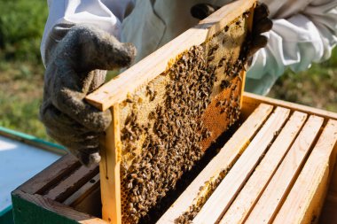 cropped view of beekeeper holding honeycomb frame with bees near beehive clipart