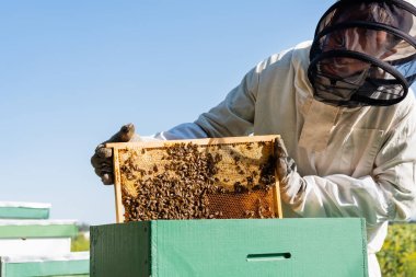 Arıcılık kıyafeti giymiş arı yetiştiricisi. Arı kovanının yanında arılar ve bal peteğiyle çerçeveyi tutuyor.