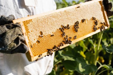 Arı yetiştiricisinin açık havada bal peteği üzerinde arılarla çerçeveler tutuşu.