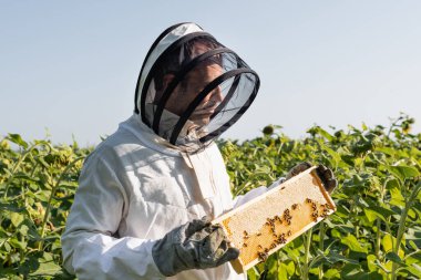 apiarist in beekeeping suit holding honeycomb with bees in sunflowers field clipart