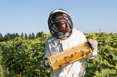 beekeeper in protective suit holding honeycomb frame with bees in field with sunflowers clipart