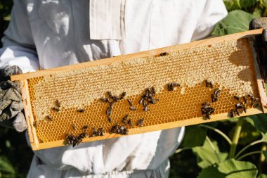 Koruyucu takım elbiseli arı yetiştiricisi ve arı ve ballı bal peteği tutan eldivenlerin kısmi görüntüsü