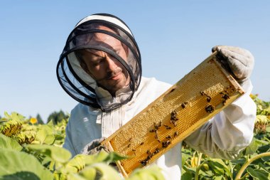 Arıcılık kıyafeti giymiş arıcı elinde ayçiçeği tarlasında arılarla bal peteği çerçevesi tutuyor.