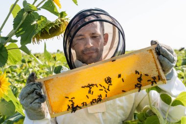 positive beekeeper looking at honeycomb frame with bees in sunflowers field clipart