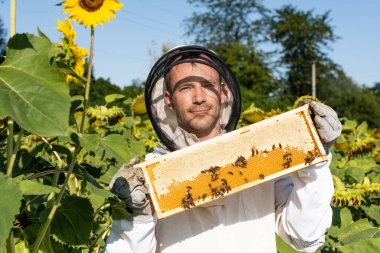 pleased beekeeper showing honeycomb with bees while standing in blossoming sunflowers field clipart