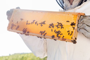 Bal peteği çerçevesindeki arılar koruyucu kıyafetli kırpılmış arı yetiştiricisinin ellerinde.
