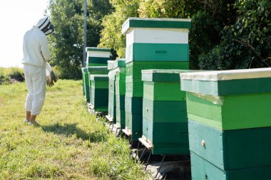 bee master in protective suit standing near row of beehives on apiary clipart