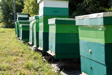 row of beehives on apiary outdoors clipart