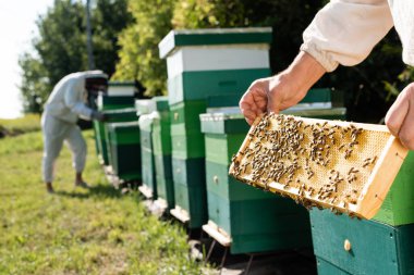 beekeeper with honeycomb frame near blurred colleague working on apiary clipart