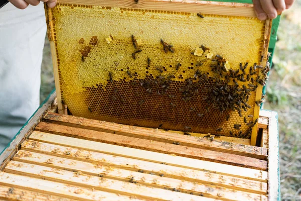 Vista Parcial Del Apicultor Inspeccionando Panal Con Abejas Colmenar — Foto de Stock